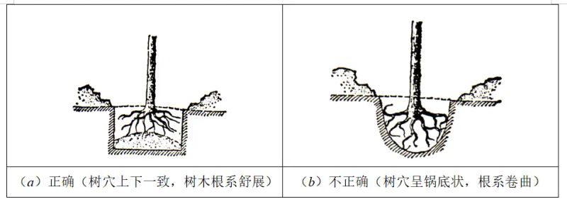 苗木栽植特点
