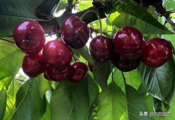樱桃树苗的种植方法