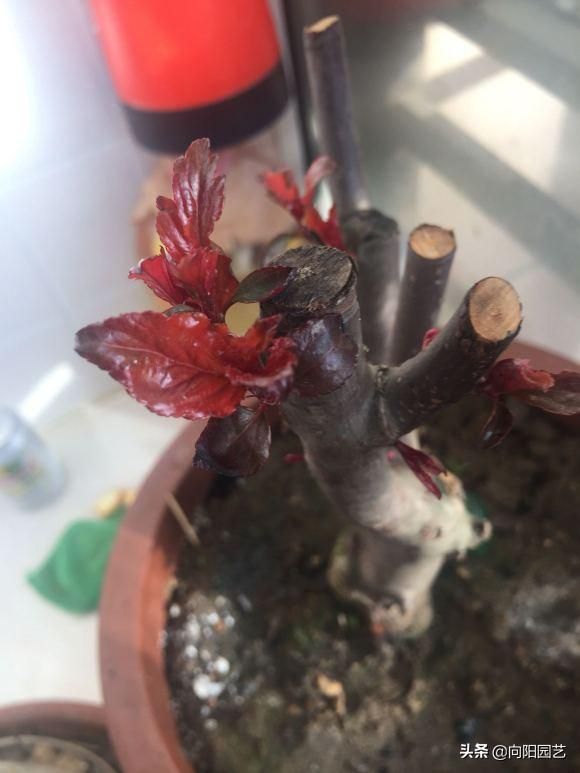 樱桃树苗的种植方法