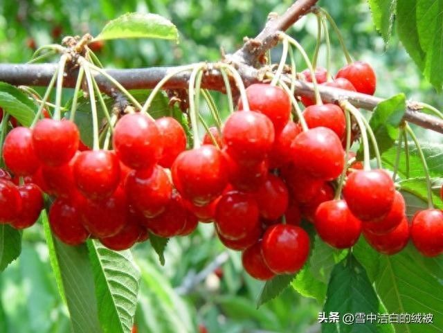 樱桃种植别瞎忙！抓好40天管理，果子个大价更高