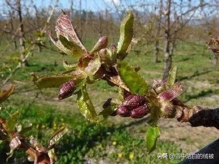 樱桃树苗的种植方法