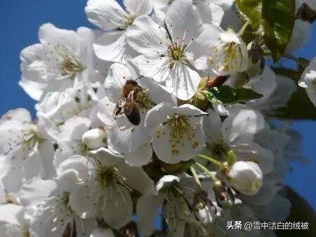 樱桃树苗的种植方法