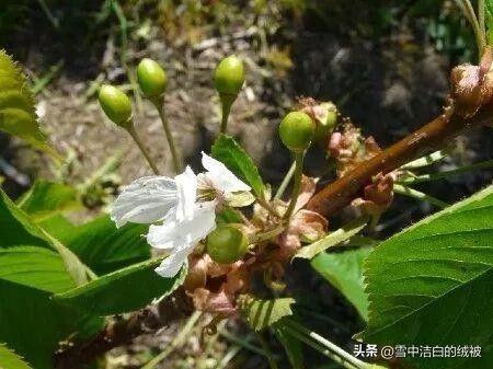 樱桃树苗的种植方法