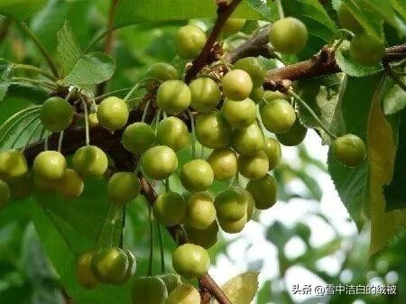 樱桃树苗的种植方法