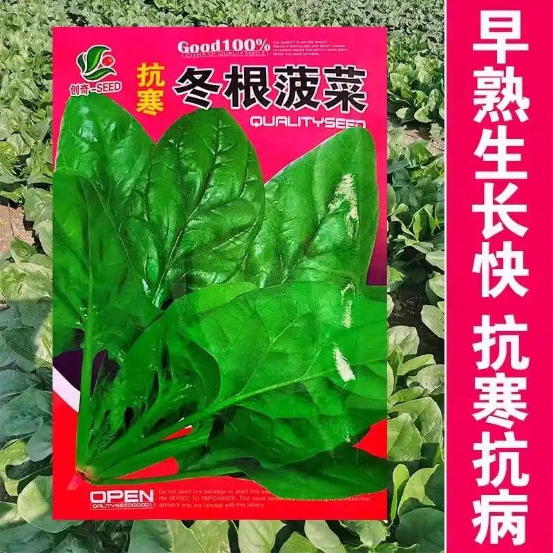 寒蒜苗种植技术