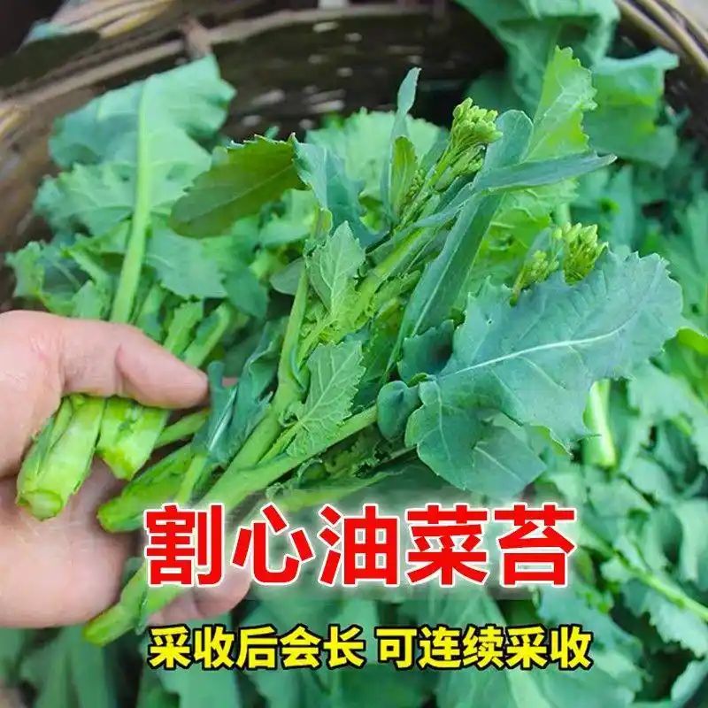 寒蒜苗种植技术