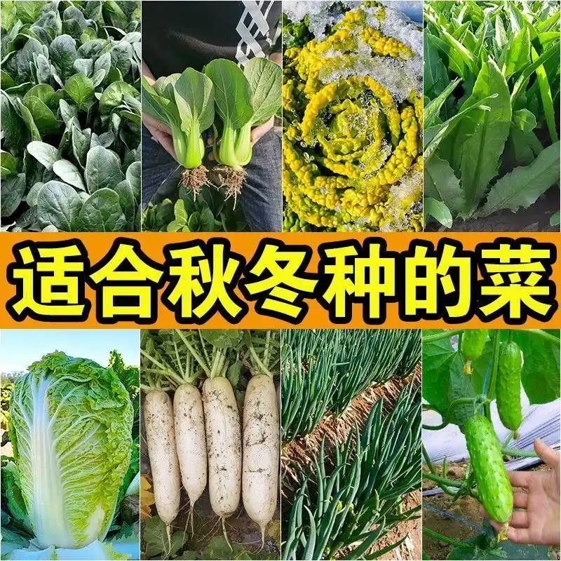 寒蒜苗种植技术