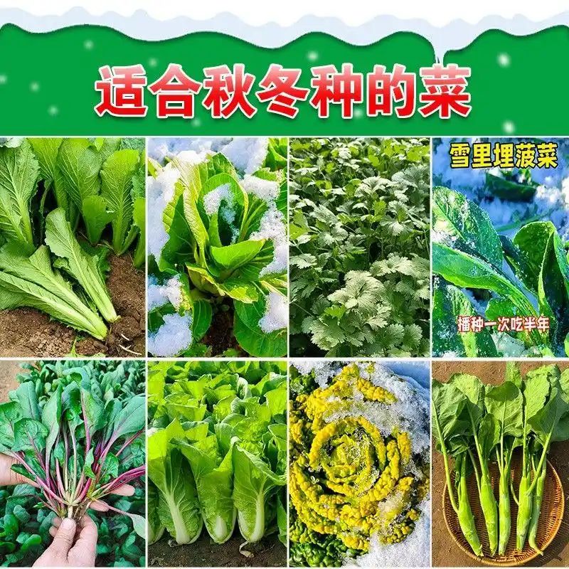 寒蒜苗种植技术