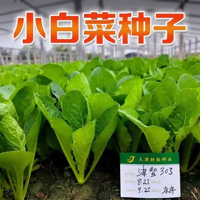 寒蒜苗种植技术