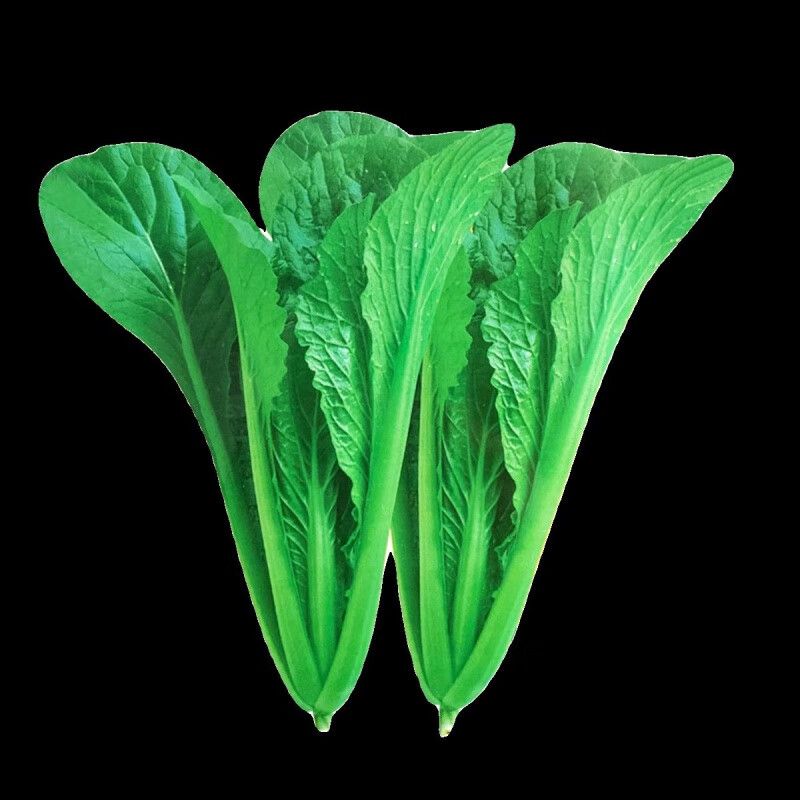 寒蒜苗种植技术