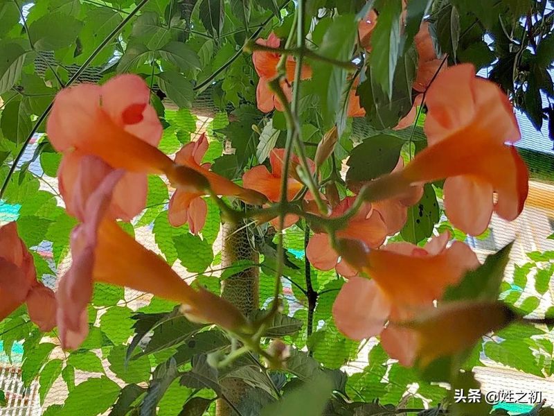 Crude growing techniques