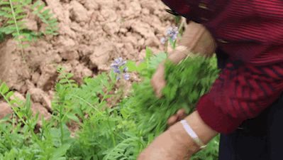 Crude growing techniques