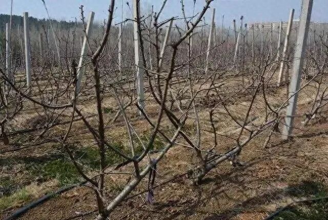 樱桃树苗的种植方法