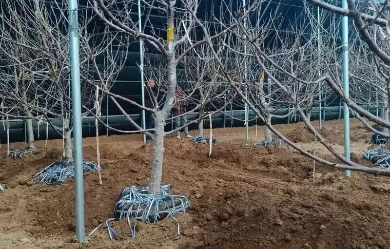 樱桃树苗的种植方法