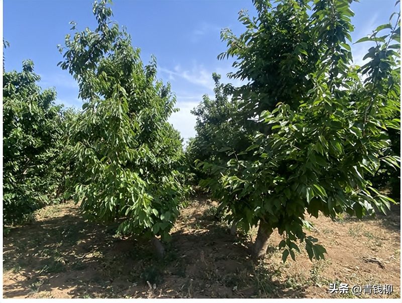 樱桃树苗的种植方法