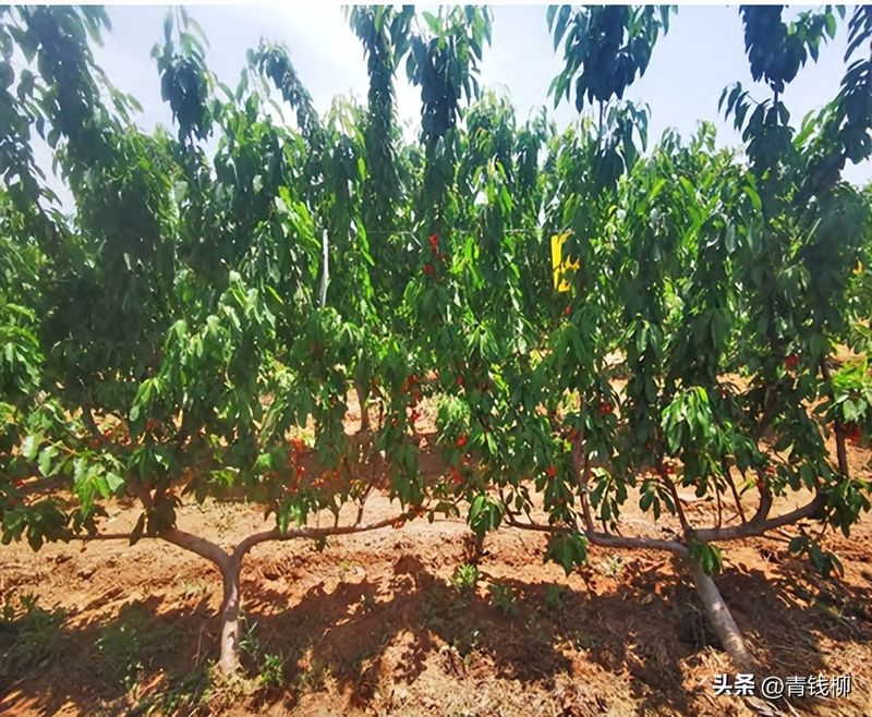 樱桃树苗的种植方法