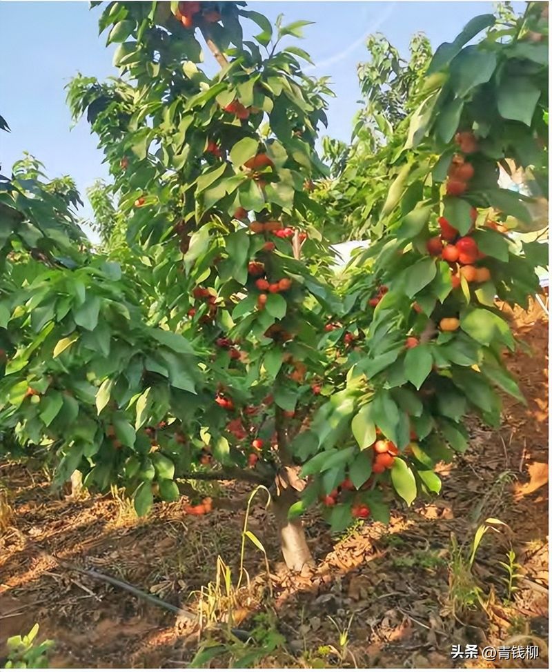 樱桃树苗的种植方法