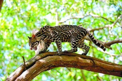 豹猫多少钱