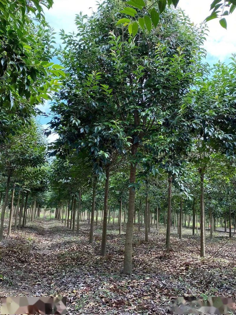 苗木栽植特点