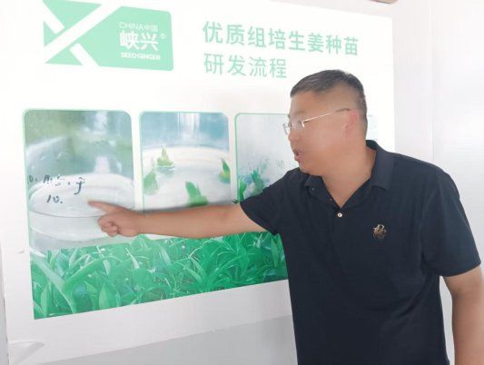 南方生姜种植技术