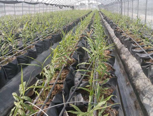 南方生姜种植技术