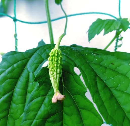 苦瓜的种植方法