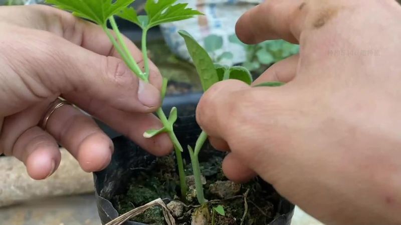苦瓜的种植方法