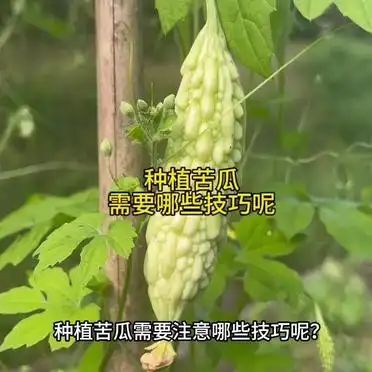 苦瓜的种植方法