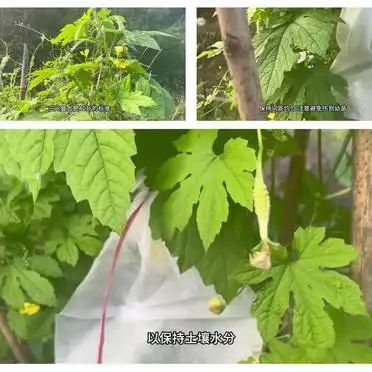 苦瓜的种植方法