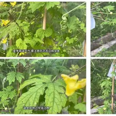 苦瓜的种植方法