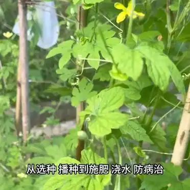 苦瓜的种植方法