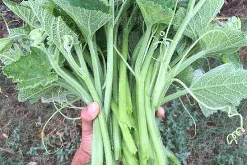 盆栽南瓜种植技术视频