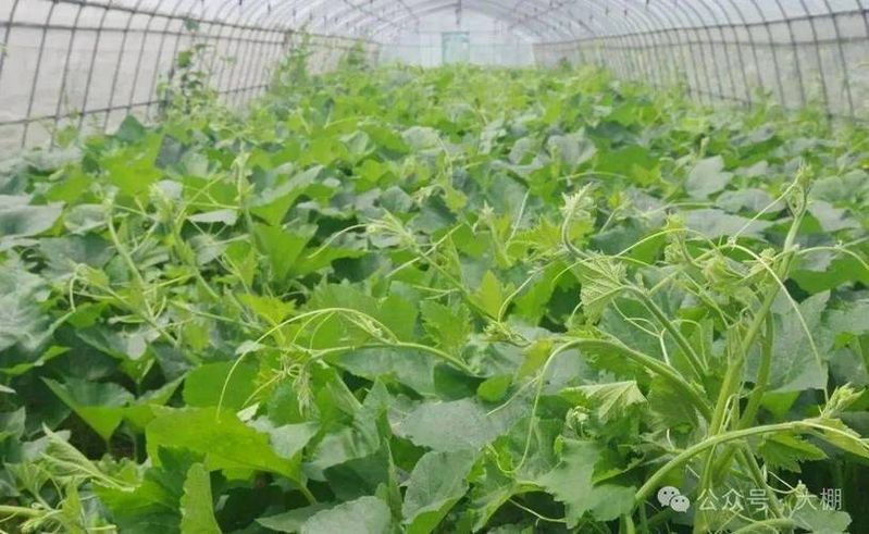 盆栽南瓜种植技术视频