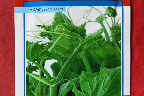 盆栽南瓜种植技术视频