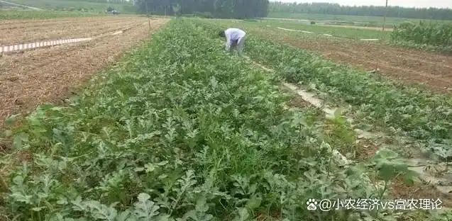 苦瓜的种植方法