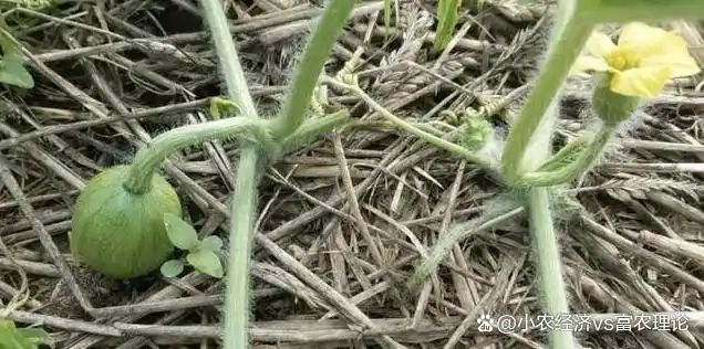 苦瓜的种植方法