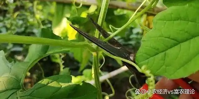苦瓜的种植方法