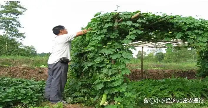苦瓜的种植方法