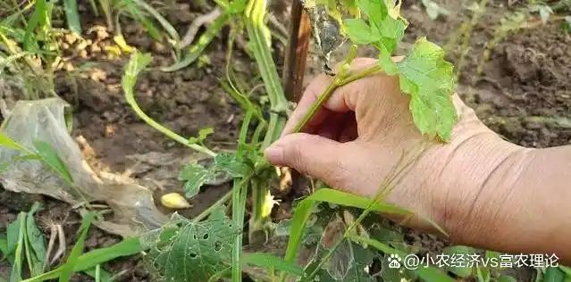 苦瓜的种植方法