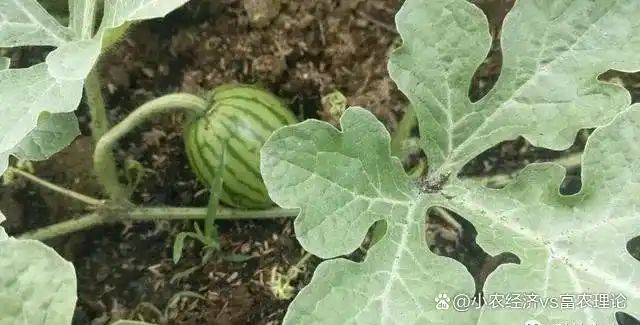 苦瓜的种植方法