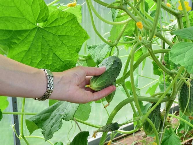 Cultivation of bitter melons
