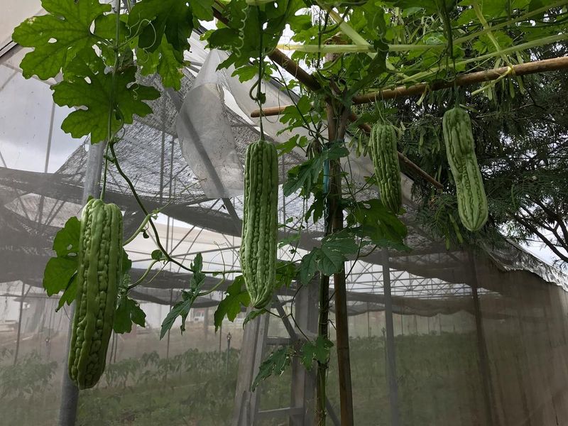Cultivation of bitter melons