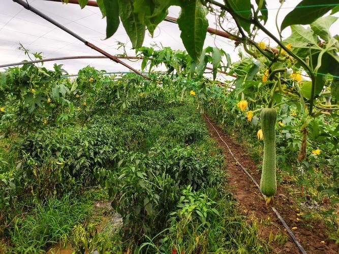 Cultivation of bitter melons