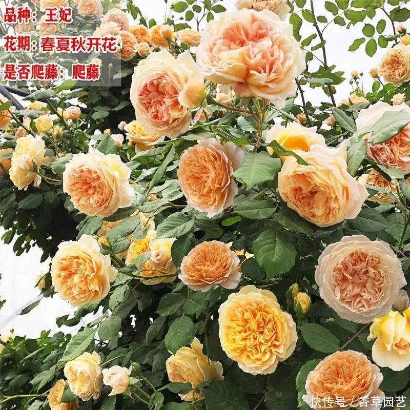 藤本月季种植方法