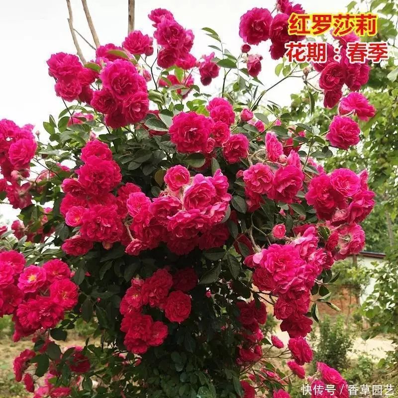 藤本月季种植方法