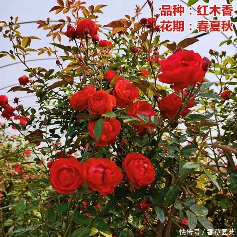 藤本月季种植方法