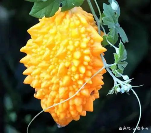 苦瓜的变种，20年前当水果吃，农村很多人种植，如今有钱难买到了