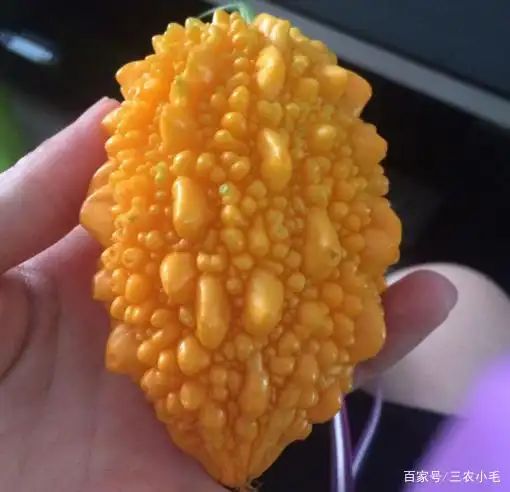 苦瓜的种植方法