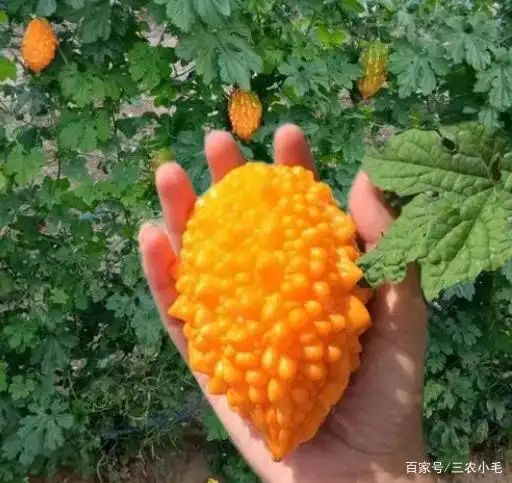 苦瓜的种植方法