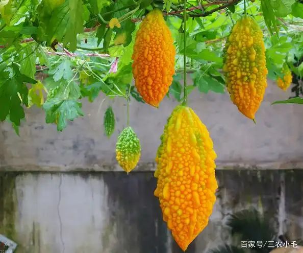 苦瓜的种植方法